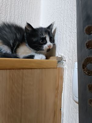 Отдаем в хорошие руки котят