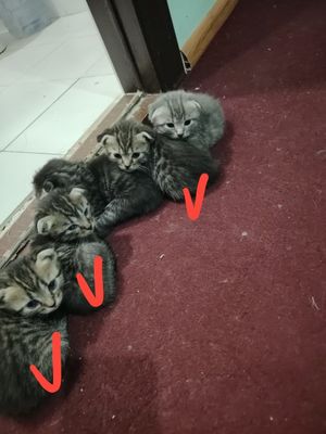 Mushukchalar aqilli chiroyli ovqat yeydi