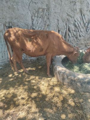 Ona bola Sigir sotiladi