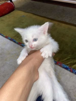 piwik satiladi oq