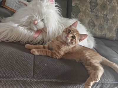 Котята породы скотиш страйт
