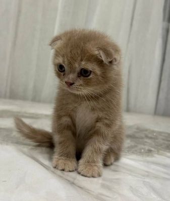 Mushuk -scottish fold