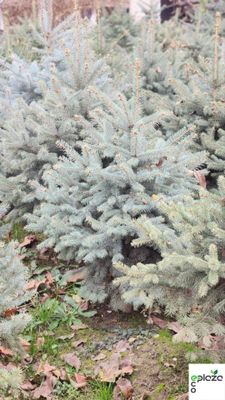 Распродажа! живая голубая ель colorado spruce элегант арча ел el yel