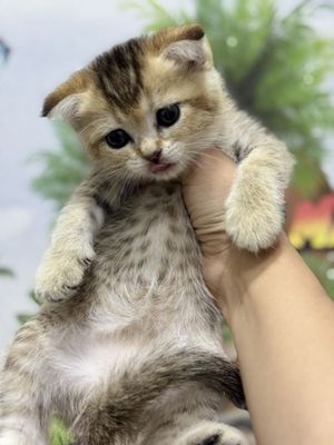 Котята скотиш страйт и фолд