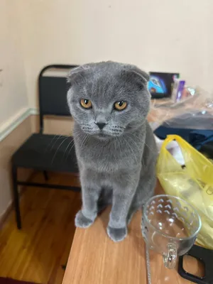 Mushuk (Sotish Fold )jinsi erkak