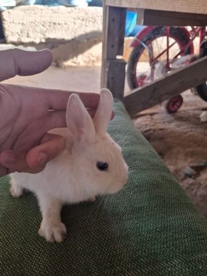 Germelin bolalari 2.5oyli atrofida