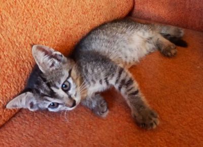 Домашние котята в добрые руки. Смотрите другие объявления автора.