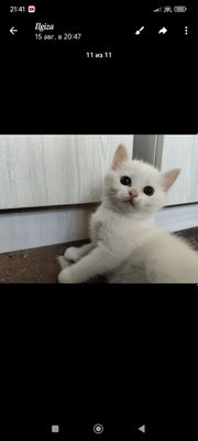 Кот мальчик продается.