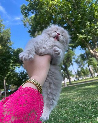 Котята на продажу 1мальчик 1девочка родители привозные