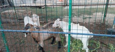 Продаются козлята.