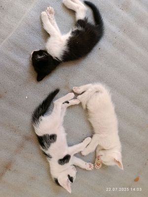 Котята