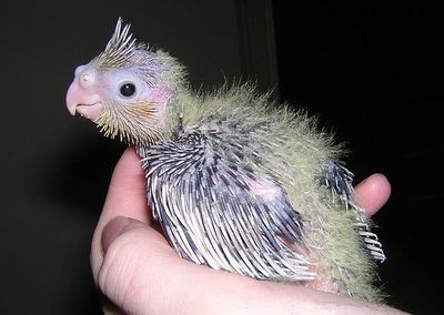 Птенчики кореллы