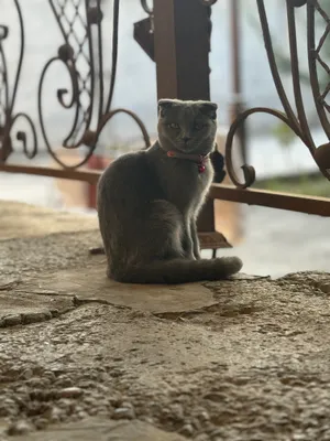 zotdor shotlanskiy strayt fold  srochno sotiladi