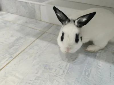 Карликовый кролик домашний 3 с половиной месяца