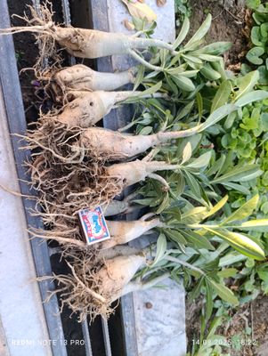 Adenium