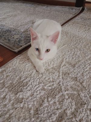 Oq Turkish angora
