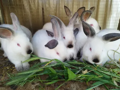 Калифорния крольчата. . Куёнлар. Кролики.