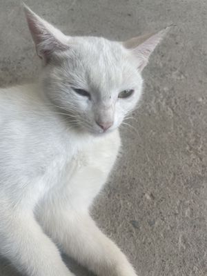 500 ming kami bor