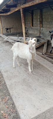 echkilar sotiladi