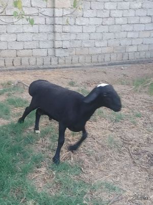 Qocqor sotiladi qawqa