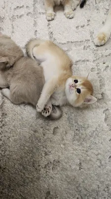 Toza zotlik britan mushuk bolalari ny12 ny11