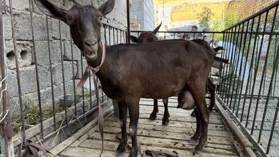 3 litr sut beradigan echki sotiladi, erkak va urg'ochi