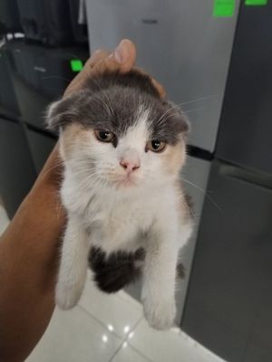 Scottish Fold sotiladi 1.250 ming paroda toza