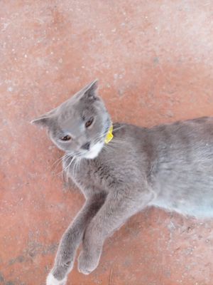 Отдам за вашу цену беременную кошку скотишфолд