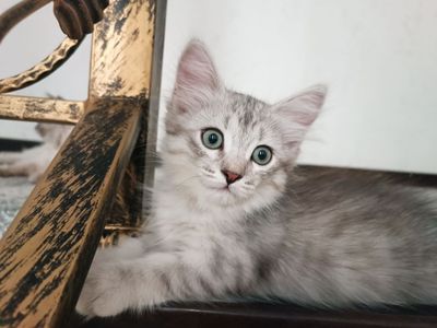 Мушук 2 ойлик боллари сотилади