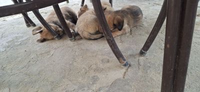 Бесплатно собачки