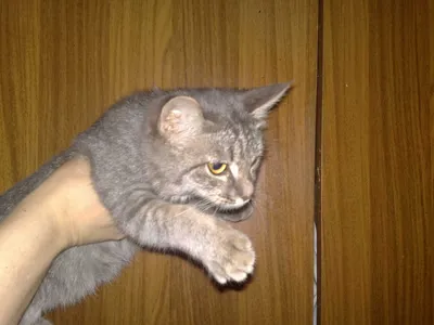 Серебристый котёнок -Мими, девочка, 6 месяцев.