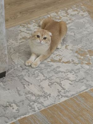 mushuk sotiladi