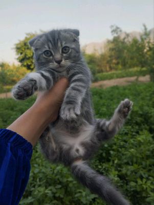 Zoti: Scottish Fold, aqlli lotok biladi