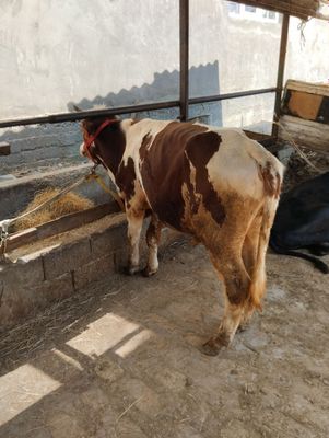 Gibrit buqachalar sotiladi