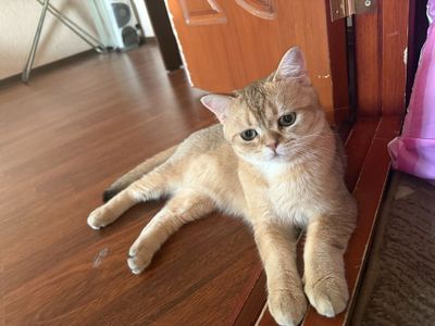 кот мушук эркак привит кастрирован