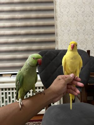 Ajrella papugay tayyor para