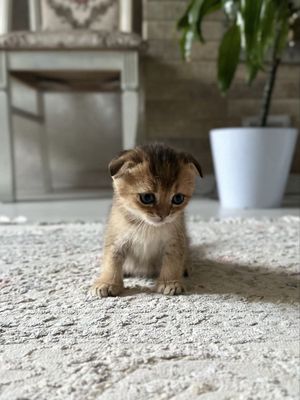 Scottish Fold девочка, золотая шиншилла
