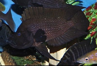 Kalvus black kiku maloklari