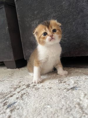 Золотая шиншилла