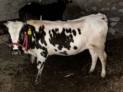 Моллар,пародали зур моллар