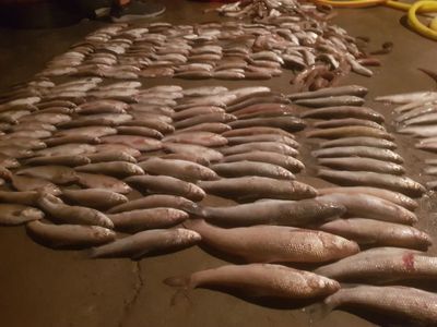 Заказга балик ушлаб сотамиз маринка подис усач