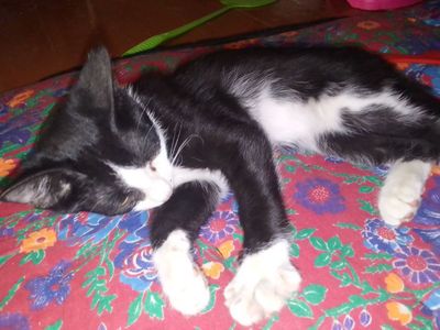 котенок в добрые руки