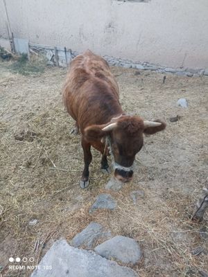 Ğunajin sotiladi