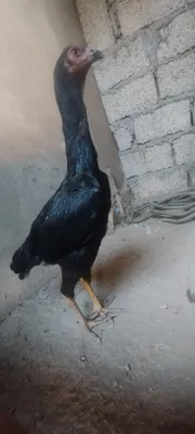 dakan joja makiyon prevaznnoy toza kares tozasi