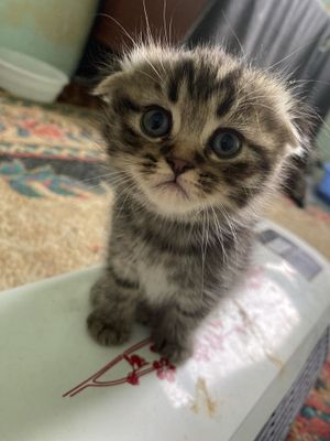 Scottishfold juda chiroyli aqilli mushuk hashaki emas