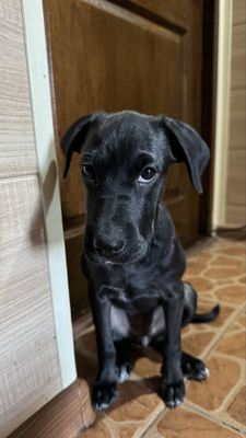 Собака нуждается в хороших руках, девочка, ей около 4-5 месяцев.
