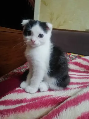 Шиншилла зотли мушукчалари сотилади