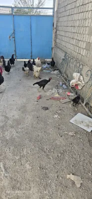 Xuroz va tuvuqlar sotiladi kelishilgan narxda