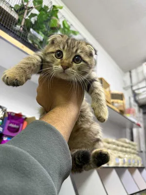 скотиш фолд. золатая шиншилла