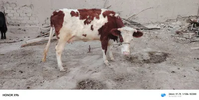 ona bola mol onasini qornida yana bor